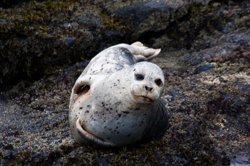 Harbor Seals